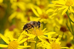 David Plant Photography - Wildlife Photography - Drone-fly Eristalis tenax - A